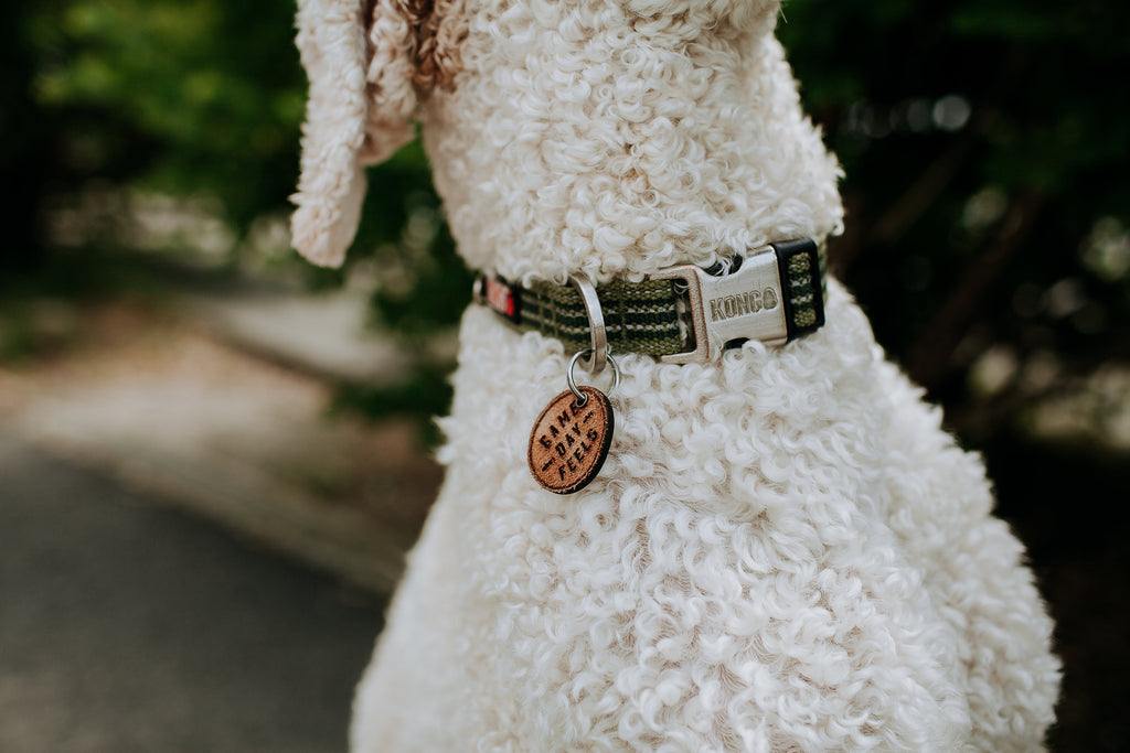 Game Day Feels Dog Tag