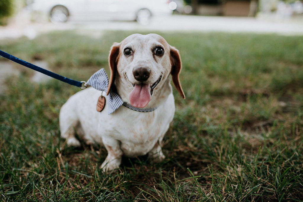 Game Day Feels Dog Tag